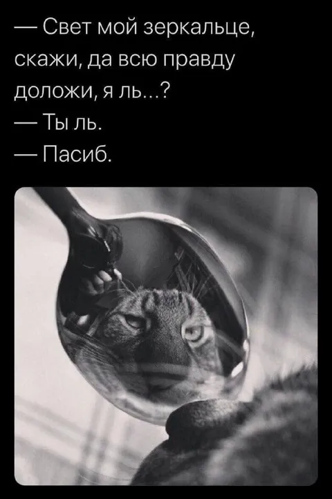 Зеркальце сказало правду