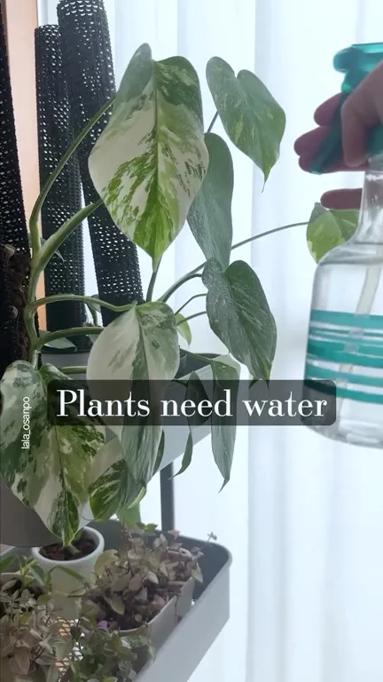 Cats Need Water Too