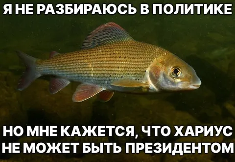Хариус не может быть президентом