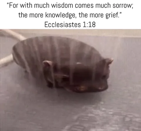 Wisdom Brings Sorrow Rat