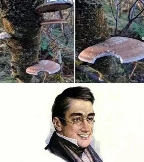 Грибы и загадочная улыбка