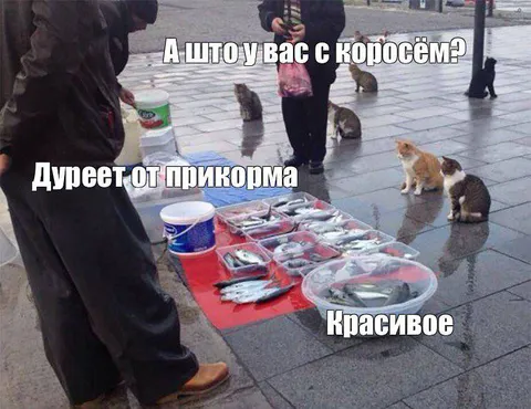 Кошки и странный прикорм
