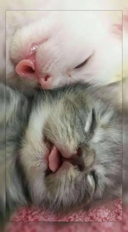 Два сонных котёнка вверх лапками