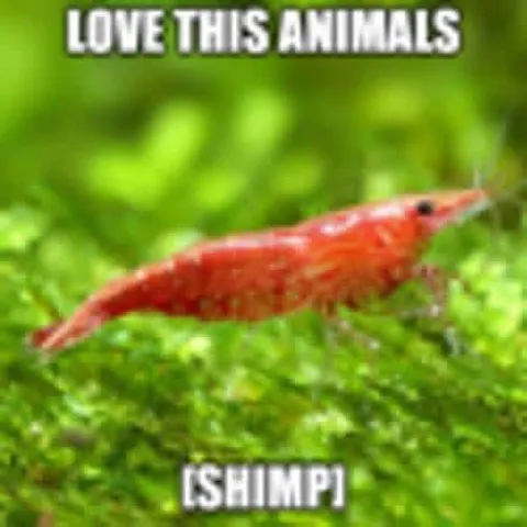 Love This Animals Shrimp