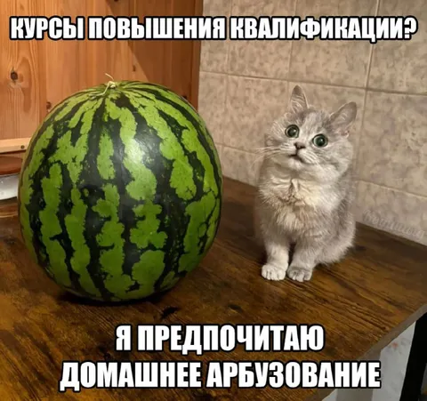 Кот предпочитает домашнее арбузование