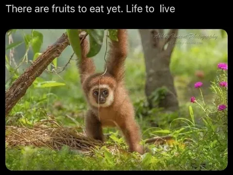 There Are Fruits to Eat Yet