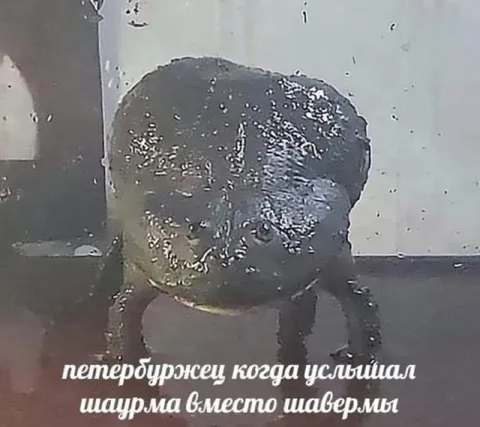 Петербуржец услышал шаурма