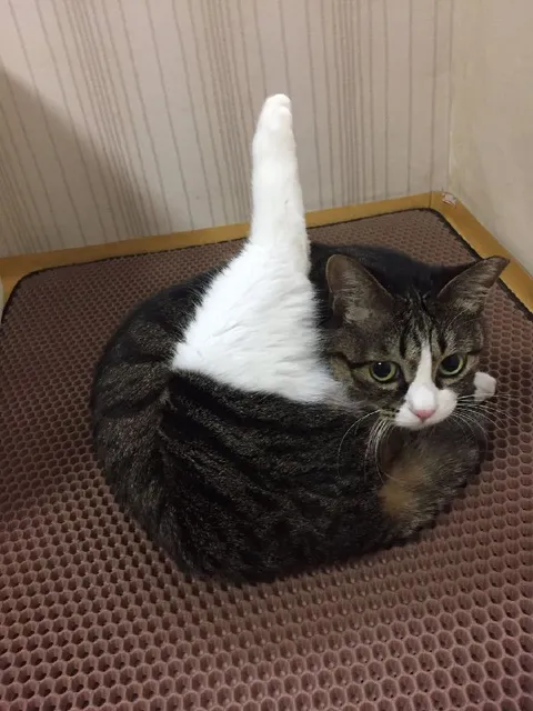 Кот с белым хвостом