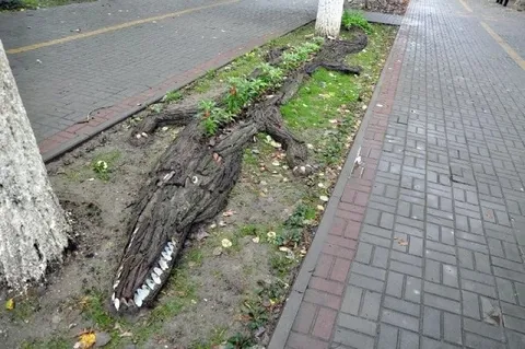 Крокодил из корней дерева