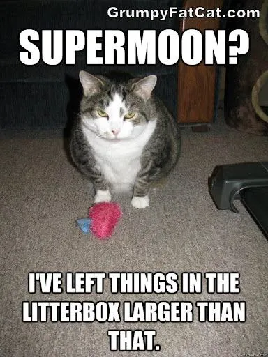 Cat Leaves Huge Litterbox Surprise