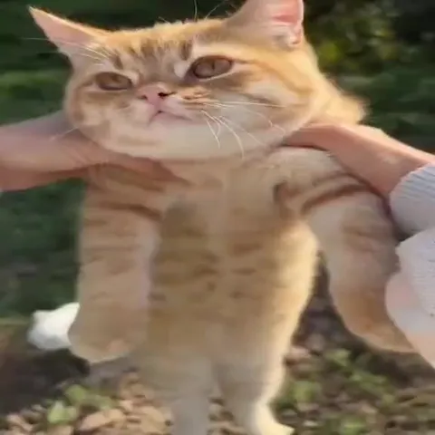 Коты в самых нелепых ситуациях