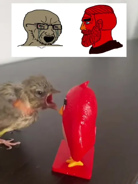 Птенец спорит с красной игрушкой