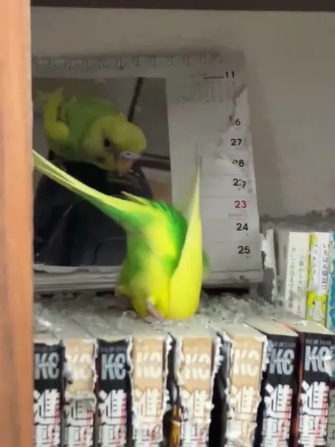 本棚で逆さまになるインコ