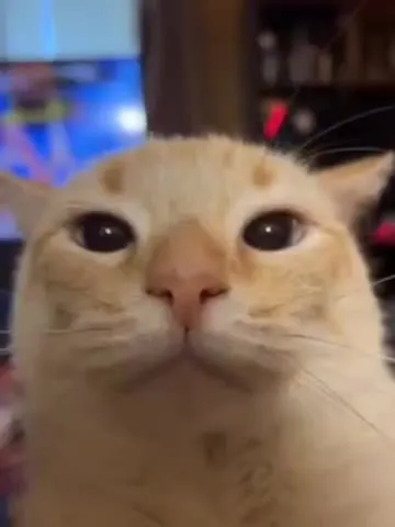 Кот пристально смотрит