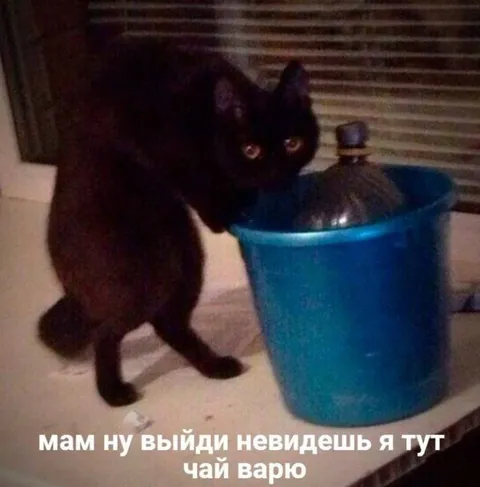 Кот варит чай