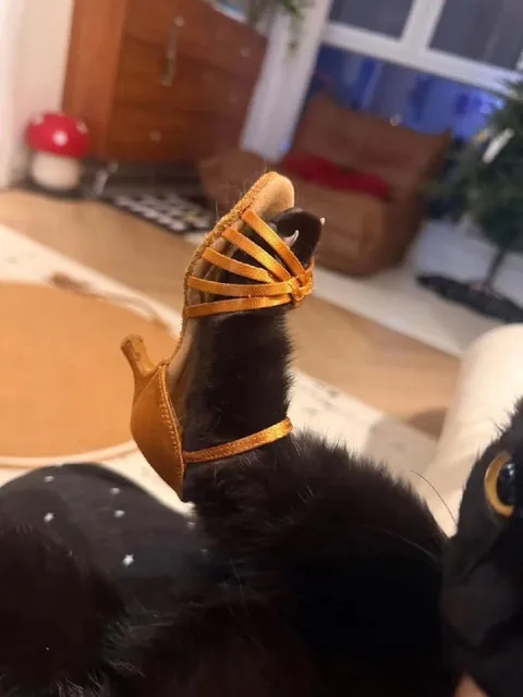 Кот в золотом сапожке