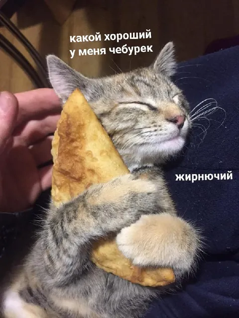 Кот обнимает жирный чебурек