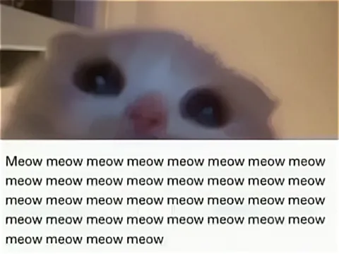 Cat Says Meow Forever