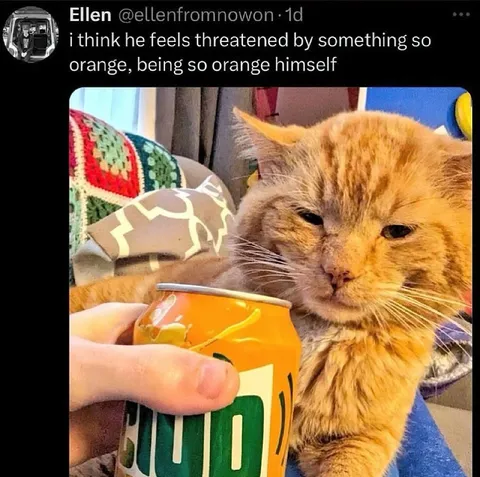 Orange Cat Feels Threatened