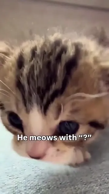 Questioning Kitten Meow