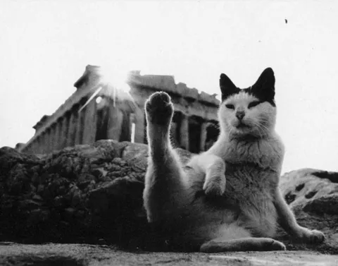 Кот поднимает лапу у храма