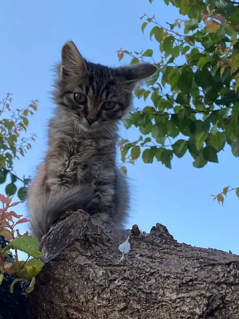 Суровый кот на дереве