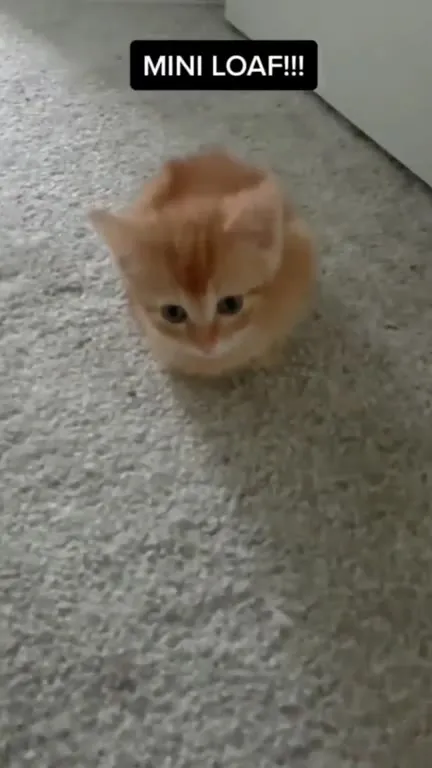 Mini Loaf Kitten