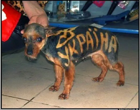 Собака с надписью на спине