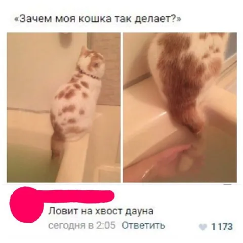 Зачем моя кошка так делает