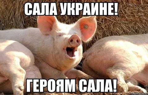 Свиньи кричат «Сала Україні!»
