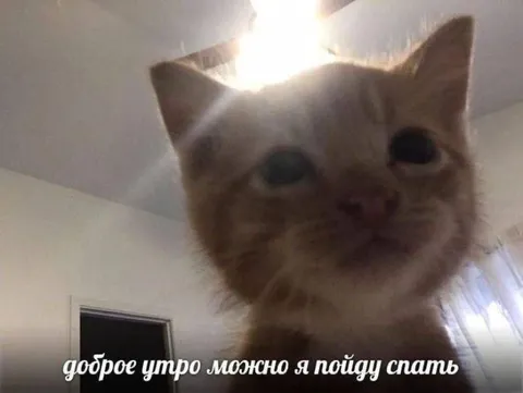 Кот хочет снова спать