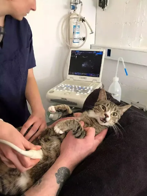 Кот на УЗИ у ветеринара