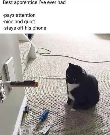 Best Apprentice Cat