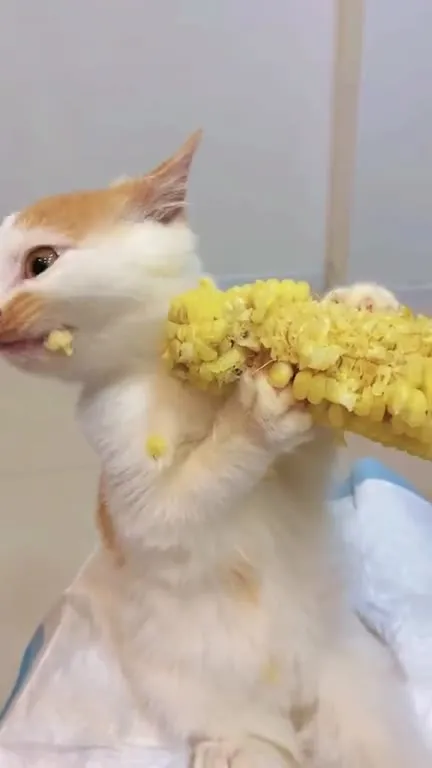 Кот, который грызёт кукурузу