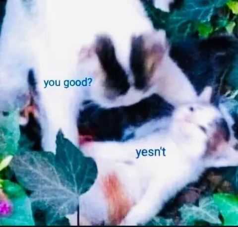You good? Yesn't rabbits