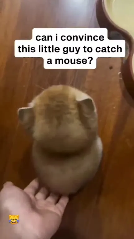 Can This Little Guy Catch a Mouse