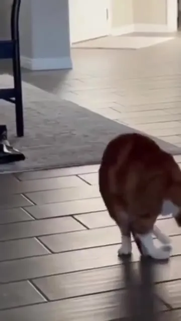 Кот нелепо кружится на полу