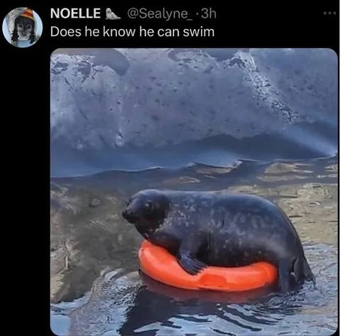 Seal Does He Know He Can Swim