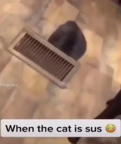 When the Cat Is Sus