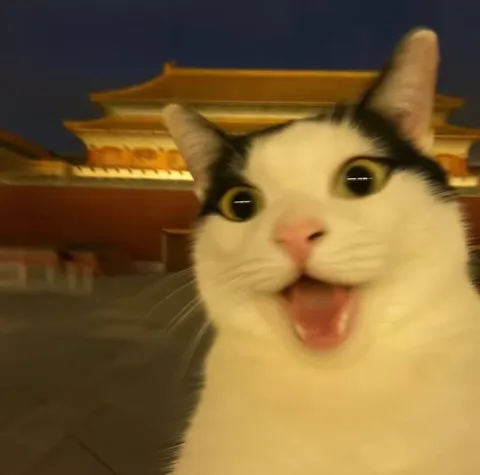 Удивлённый кот в Китае
