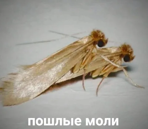 Пошлые моли