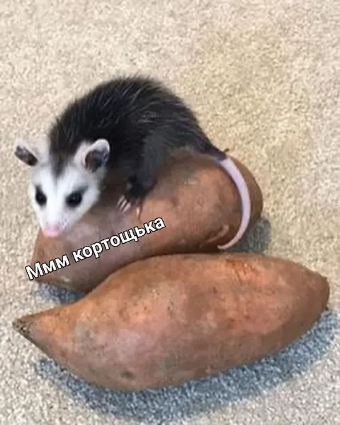 МММ КОРТОЩЬКА