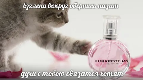 Котячьи духи свяжутся с тобой