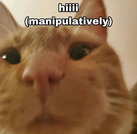 Manipulative Hiiii Cat