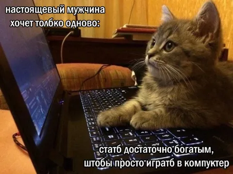Кот хочет играть в компьютер
