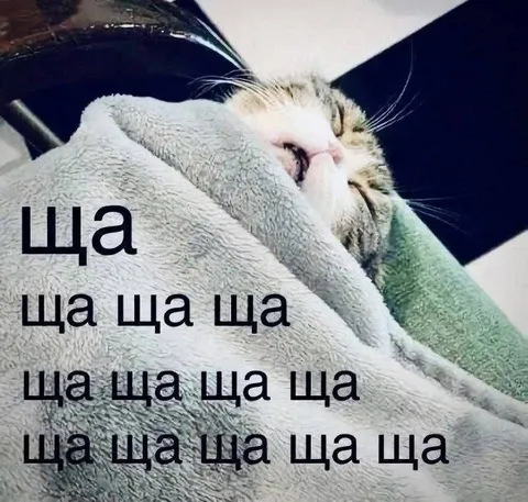 Кот под одеялом говорит ща