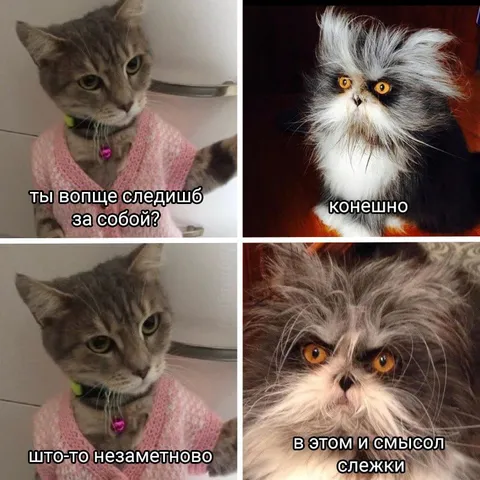 Кот следит за собой