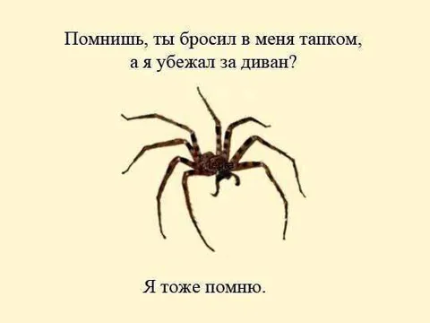 Паук всё помнит