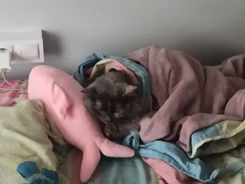 Кот после пробуждения