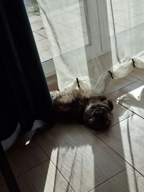 Кот наслаждается солнечным светом